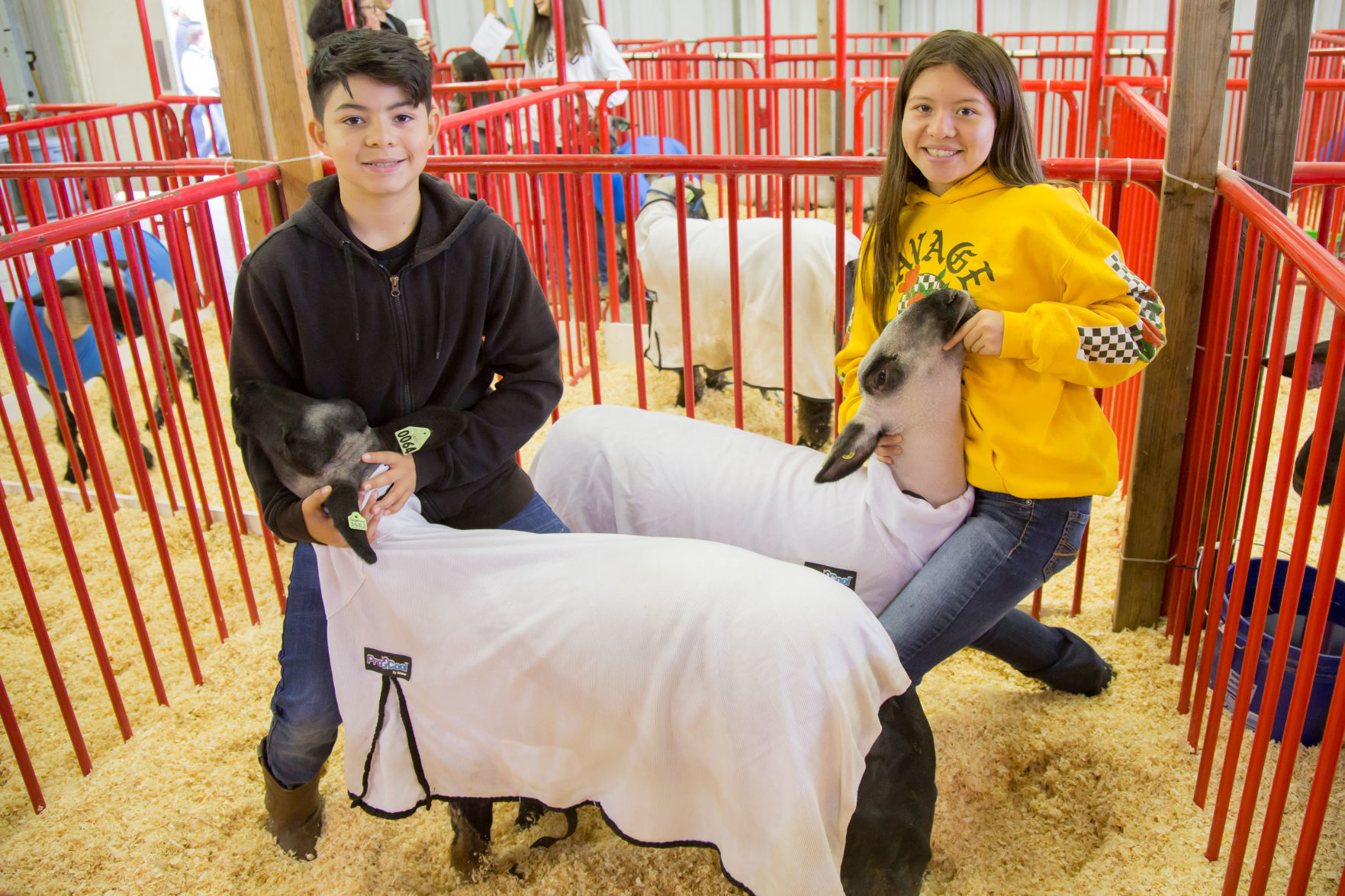 070919 SB Fair Animal Judging 02.jpg